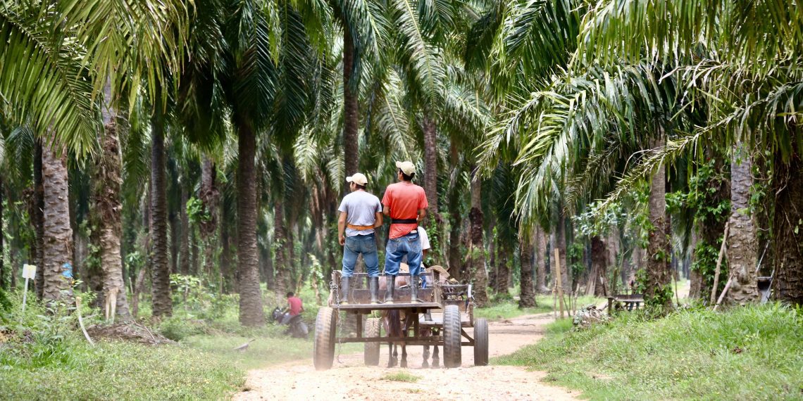 “No nos queremos ir”: campesinos resisten frente a grupos económicos de palma aceitera en Honduras