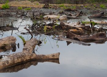 El acaparamiento de tierras por el aceite de palma amenaza la existencia de una comunidad garífuna